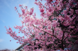 6月6日是什么日子吗，原来是南阳市第一届杏花节